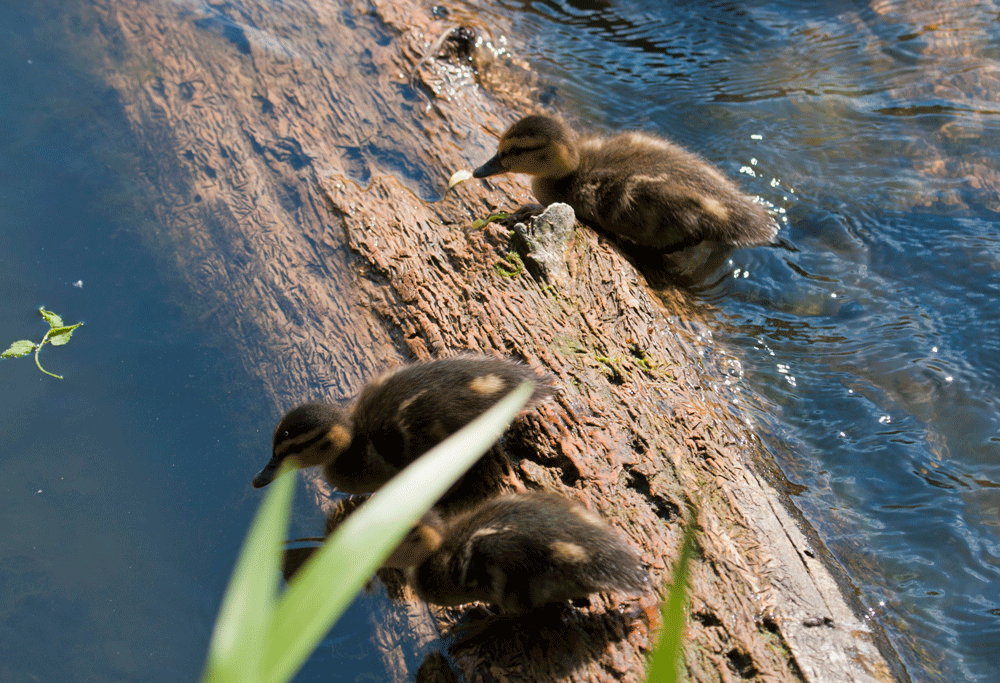 Ducklings