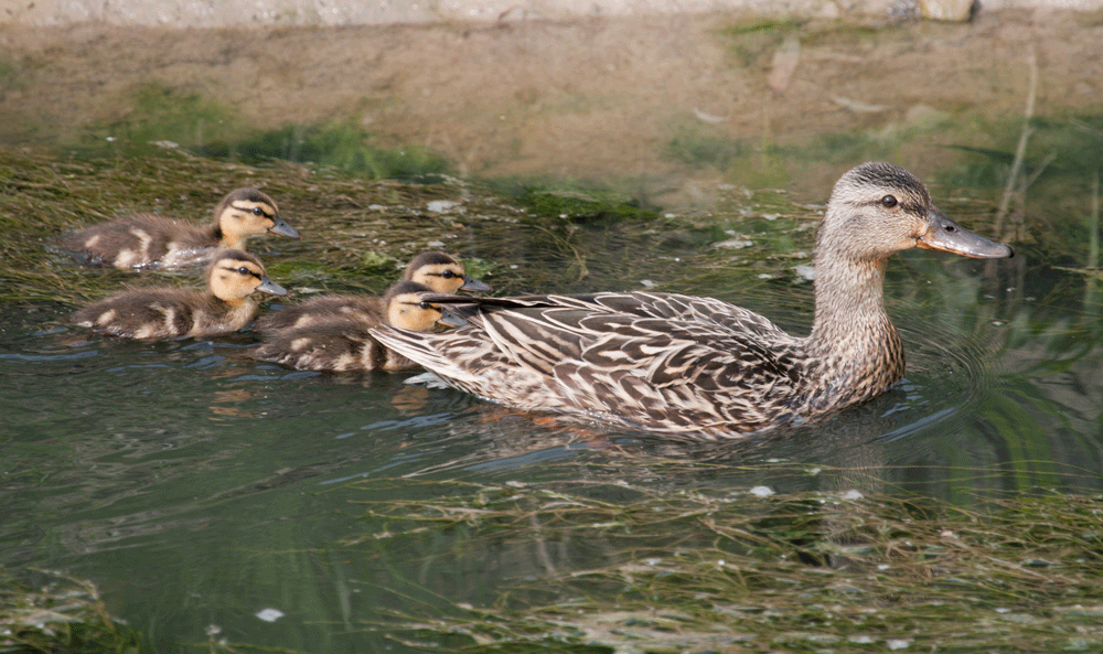 Ducks