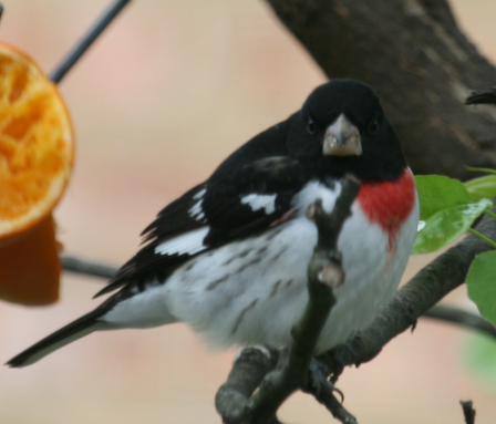 Grossbeak Bird