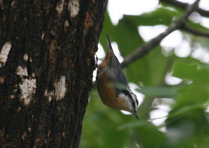 Nuthatch Bird