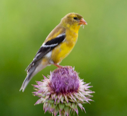 Goldfinch Bird