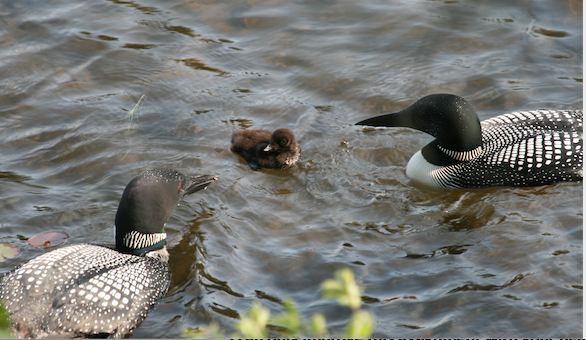 Loon Family