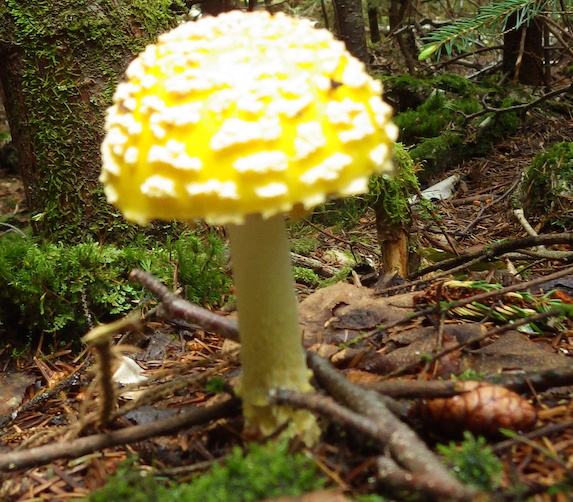 Bright Yellow Mushroom