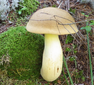 Yellow Mushroom