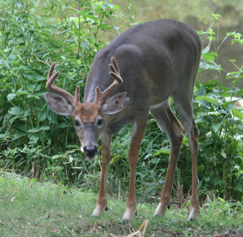 A male deer (Buck)