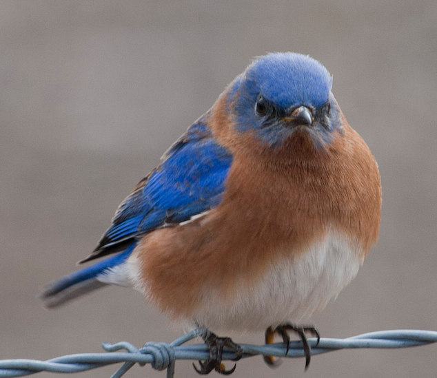 A blue bird.