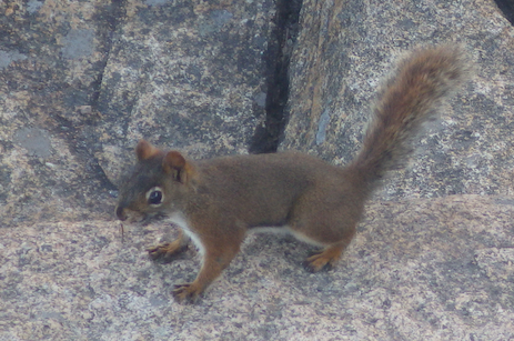 Another Red Squirrel