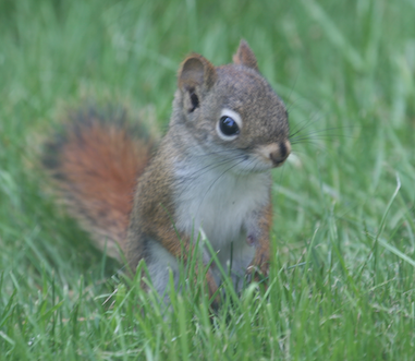 A Red Squirrel from Main.