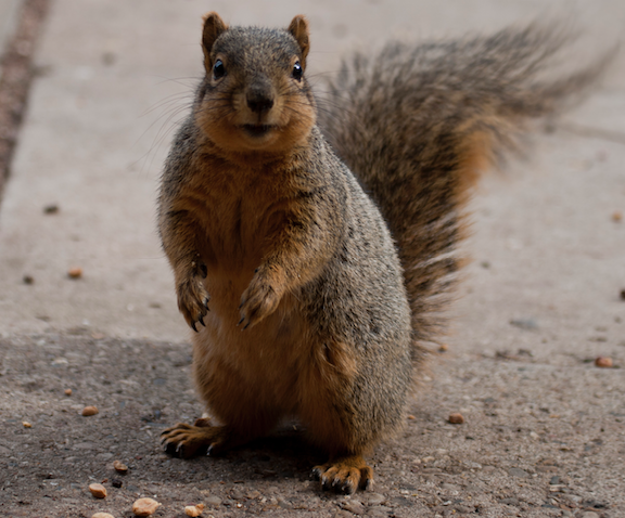 Fox Squirrel