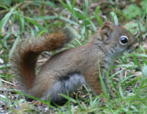 a squirrel. 