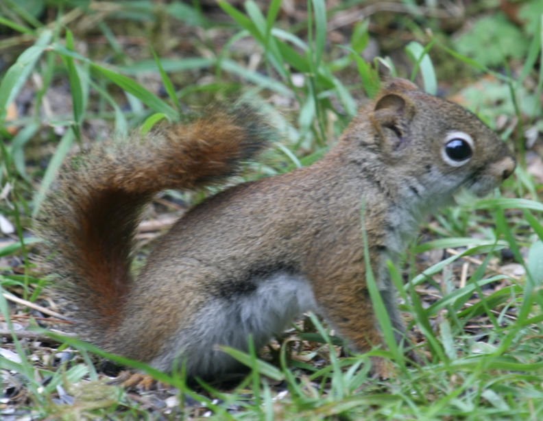 a squirrel