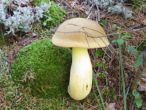 A mushroom