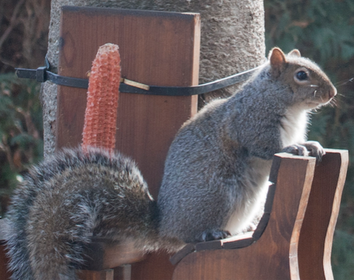 A picture of a gray squirrel.