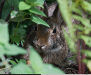 a bunny. 