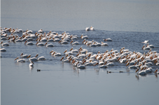 white pelican. 