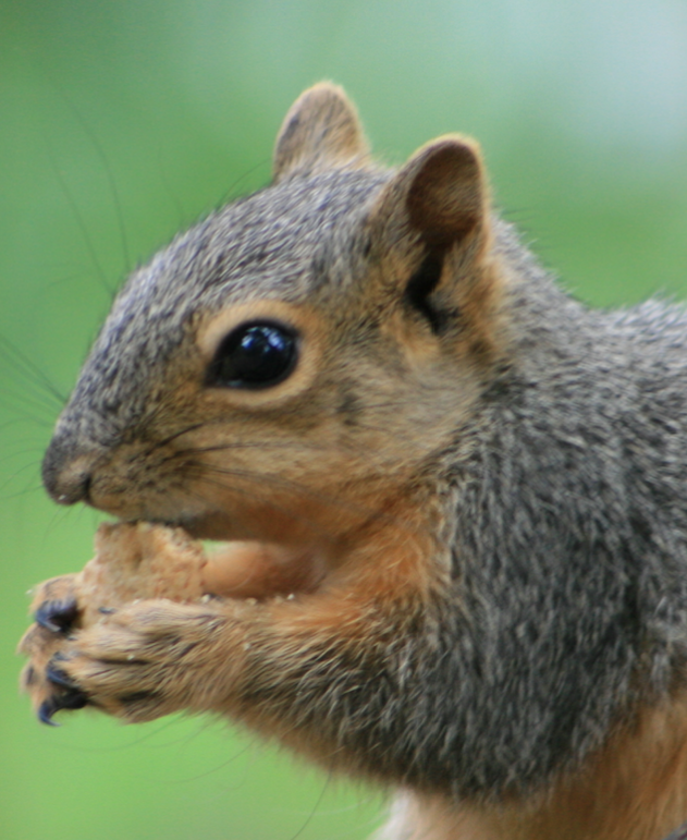 Fox Squirrel