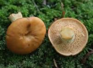 Hedgehog mushroom