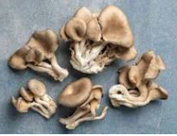 Oyster Mushrooms